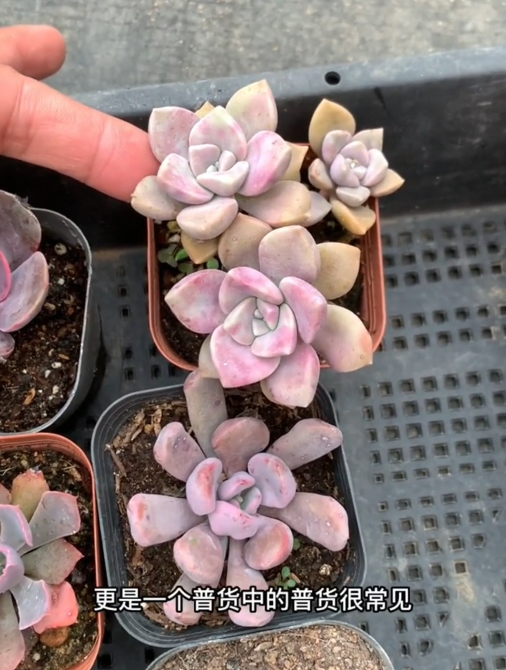 紫色系列的多肉,你认识几种?丁香、晚霞之舞,紫乐都是紫色系