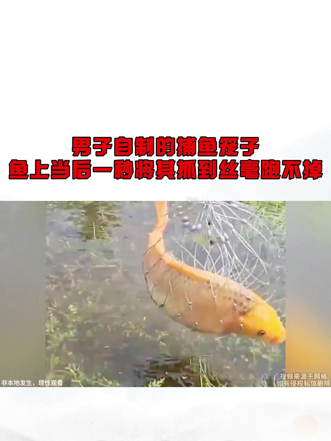 男子自制的捕鱼笼子,鱼上当后一秒将其抓到丝毫跑不掉
