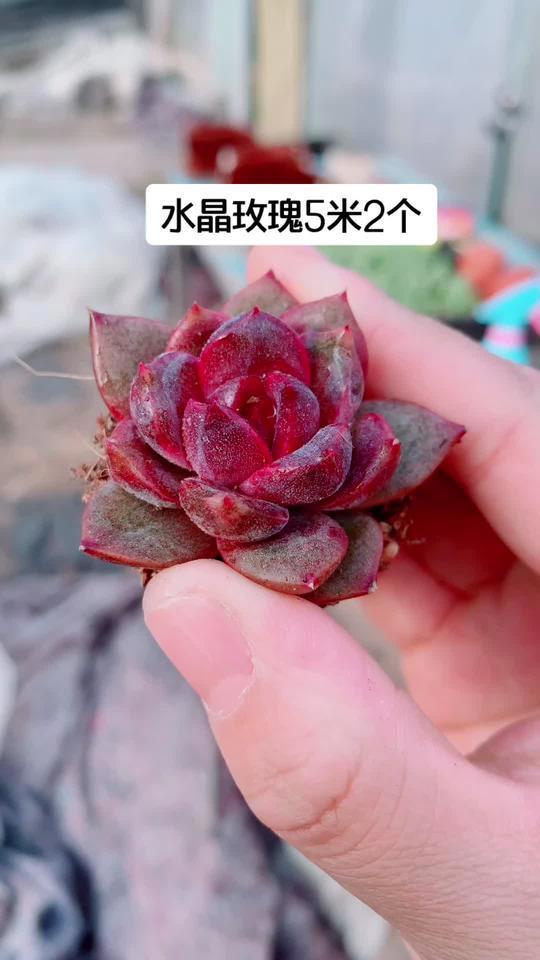 水晶玫瑰:多肉植物中的璀璨宝石