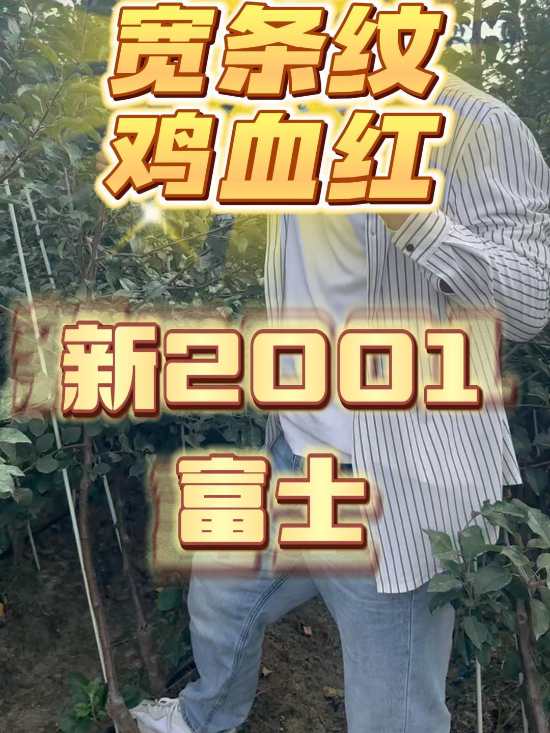 白底、宽条纹、鸡血红——新2001富士,条纹富士中最优秀的品种