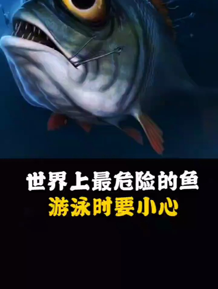 世界上最危险的鱼,游泳时要小心