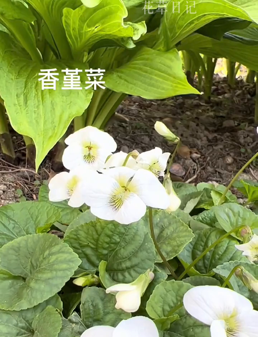四月初的北京,乔木灌木比美正当时,草本花卉也来凑热闹,紫花耧斗菜、早开堇菜、西山堇菜等争相