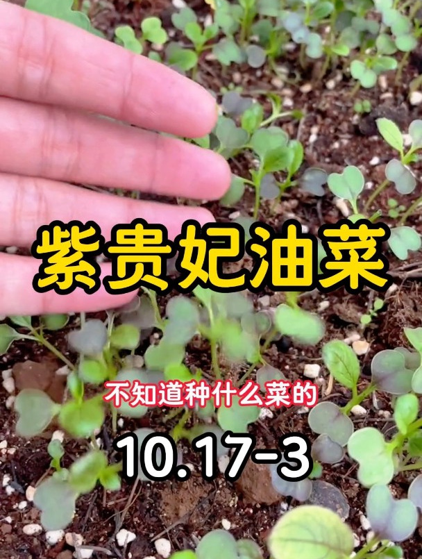 天气寒冷,不知道种什么菜的推荐你种这个紫罗兰油菜