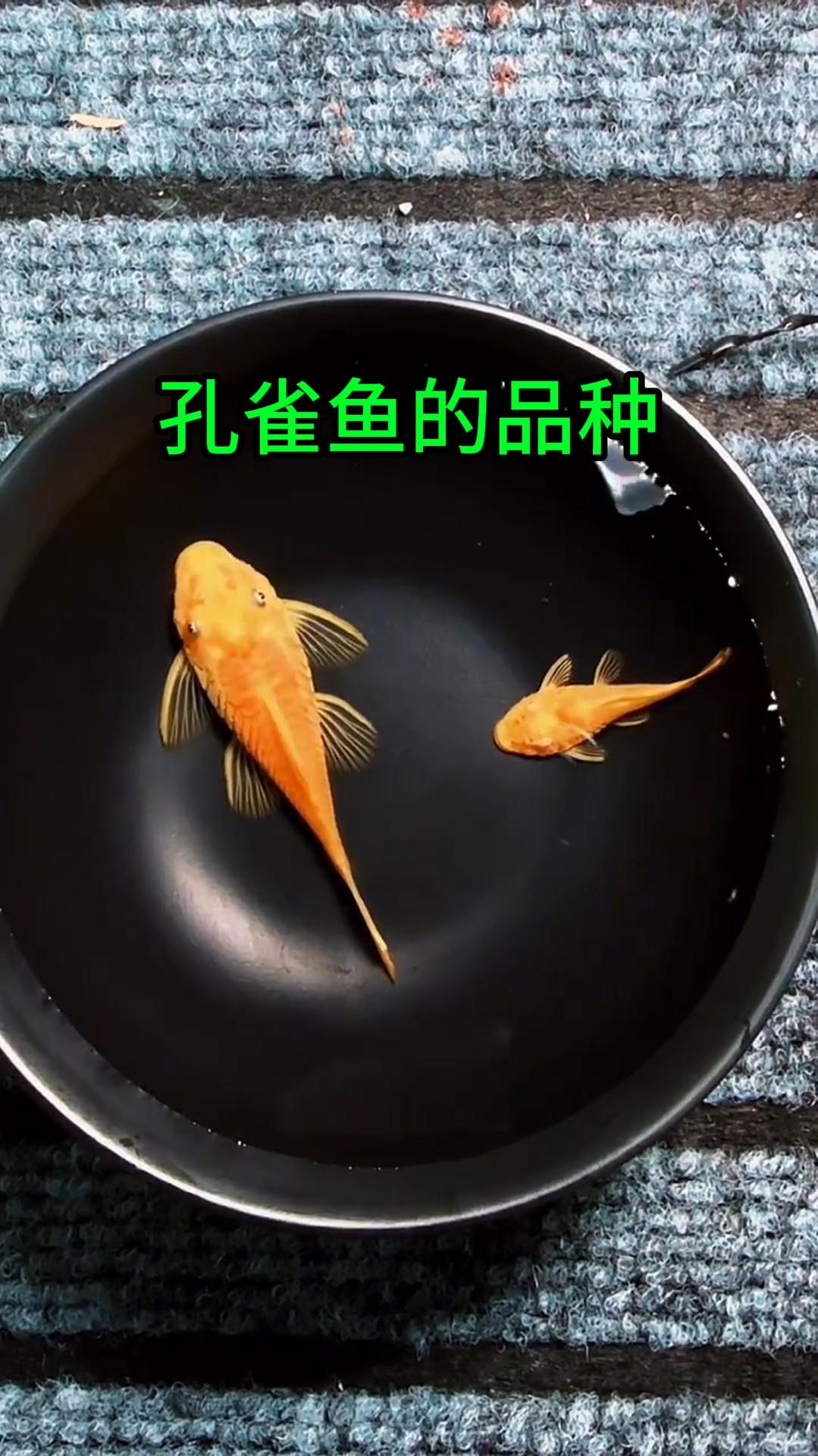 孔雀鱼的各种品种,你养过几种呢