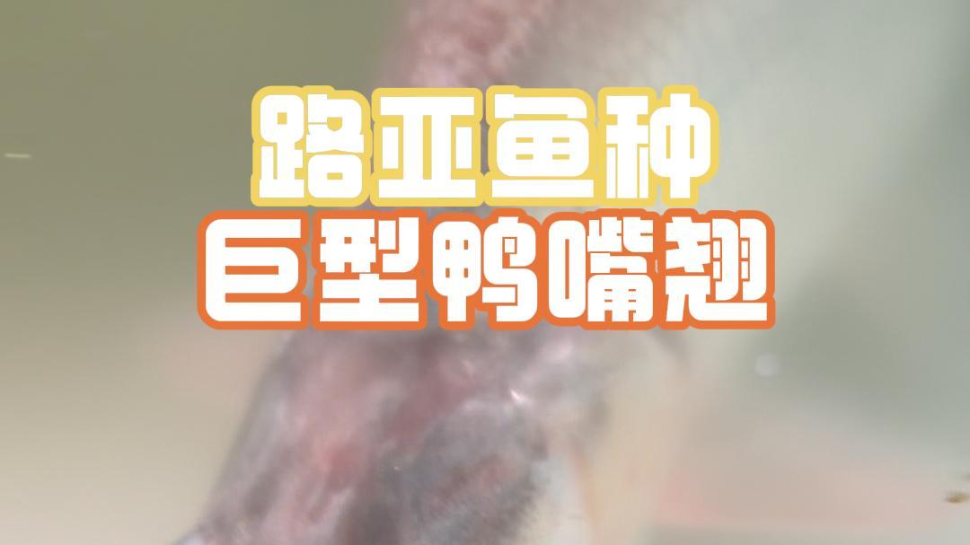 罕见路亚鱼种,巨型鸭嘴翘终于来袭,定水又是一个巨大的挑战!