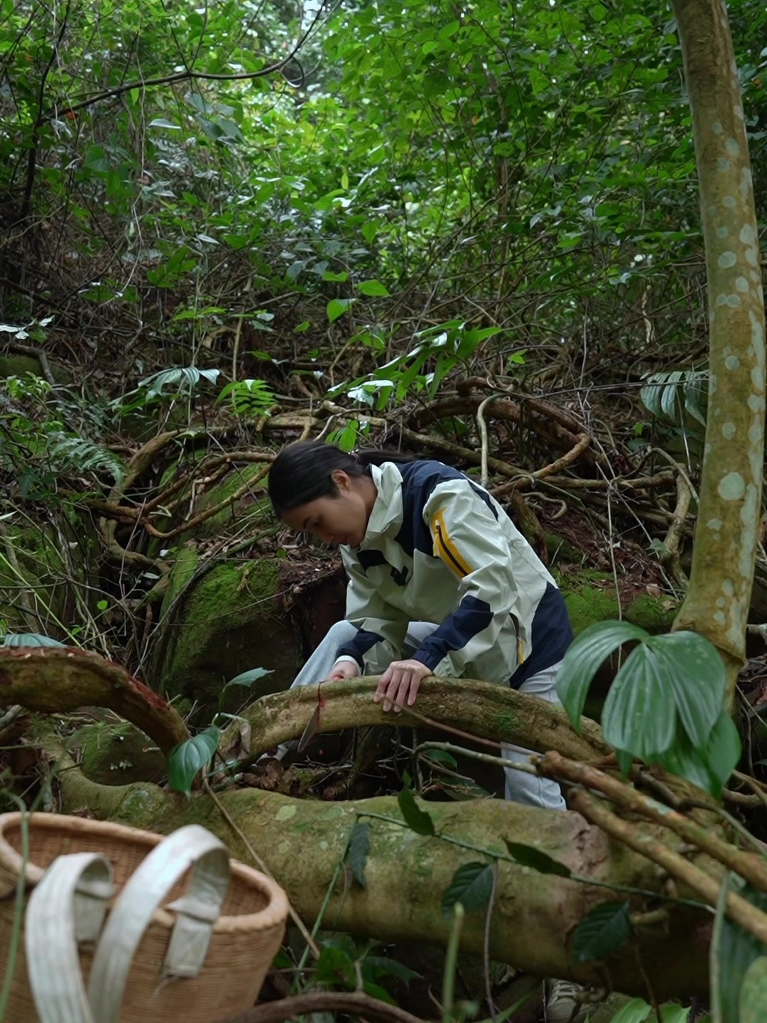 山里挖点鸡血藤煲汤~