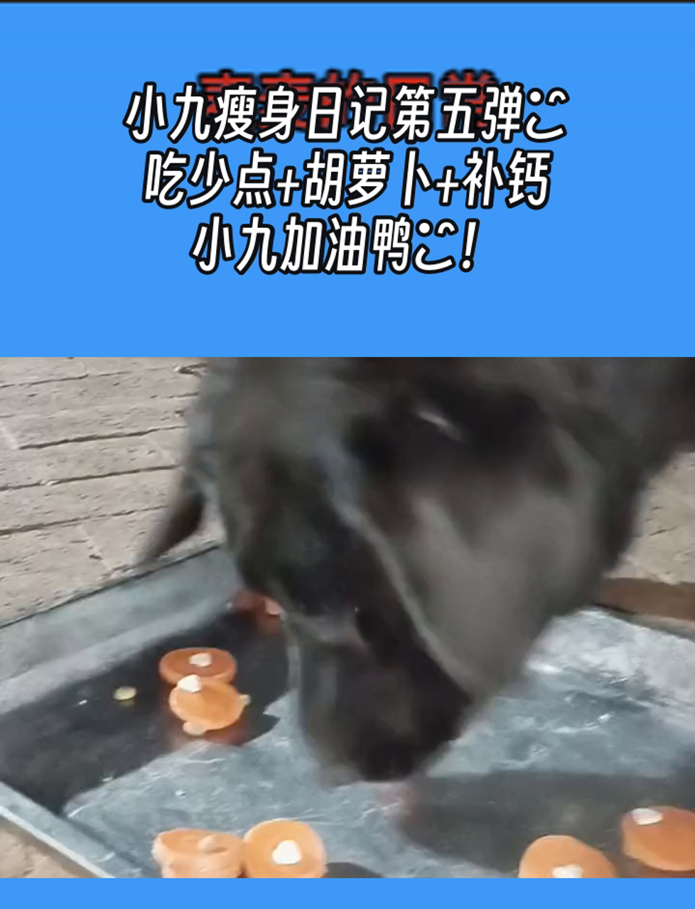 小九瘦身日记第五弹,吃少点+胡萝卜+补钙,小九加油鸭!