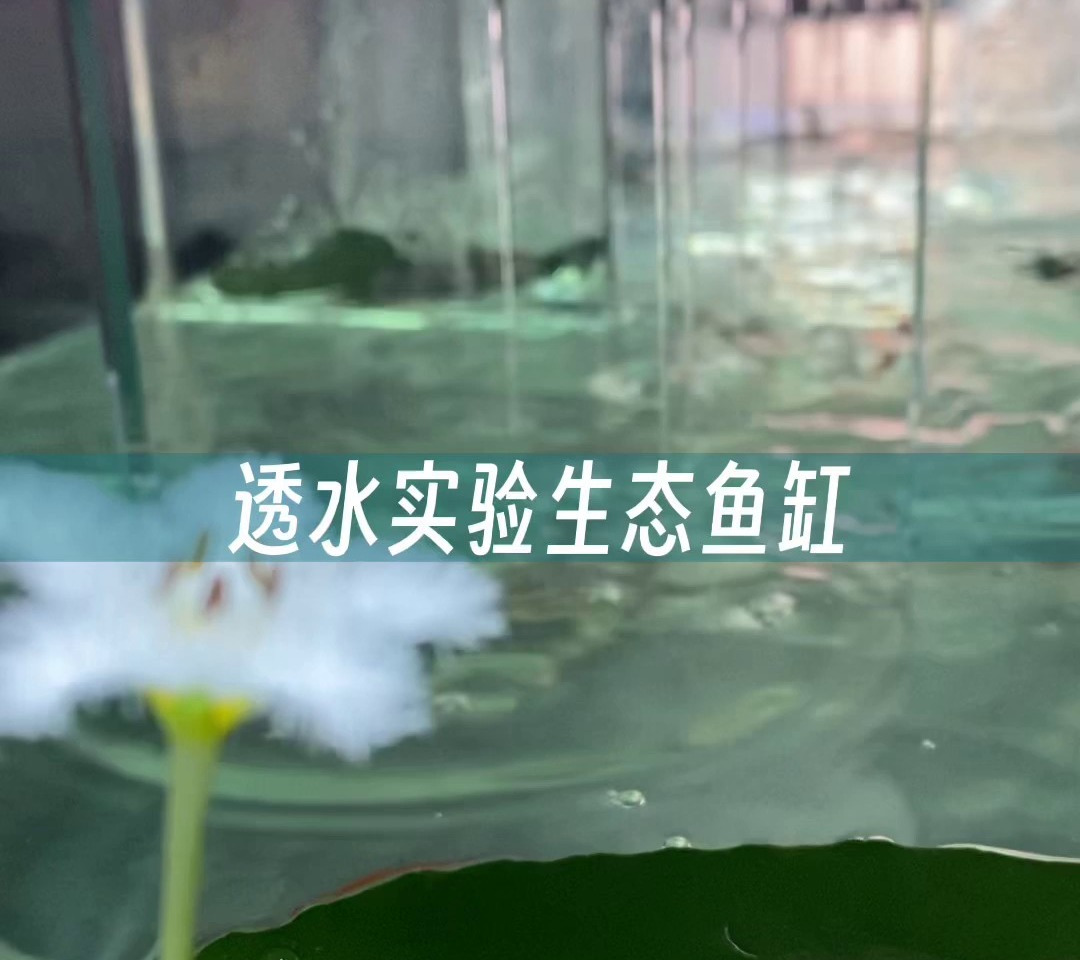方诺带您看看我们的透水砖的效果