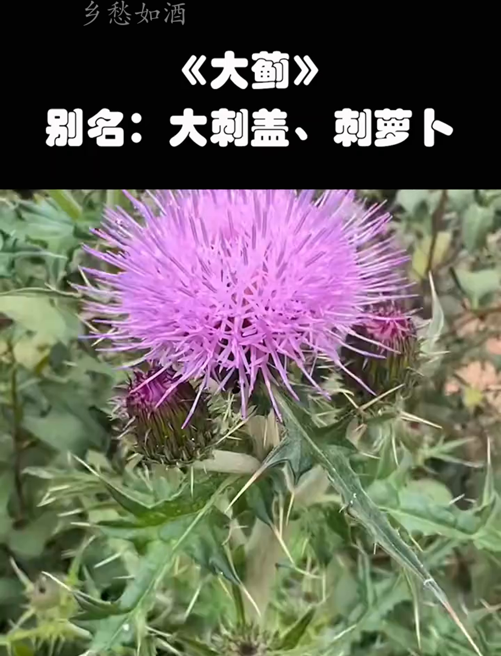乡下遍地的大刺儿菜,满身是刺,根儿炖鸡特别香