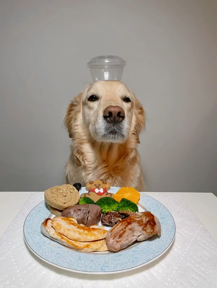今日食谱:鸡胸肉 猪颈肉 猪心 羊肺 冻干 西兰花 橙子 饼干