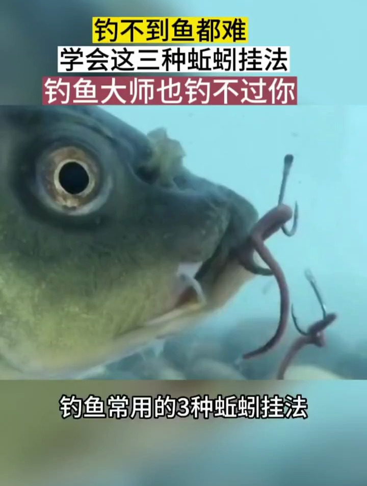 钓鱼常用的三种蚯蚓挂法,你最喜欢用哪种呢?