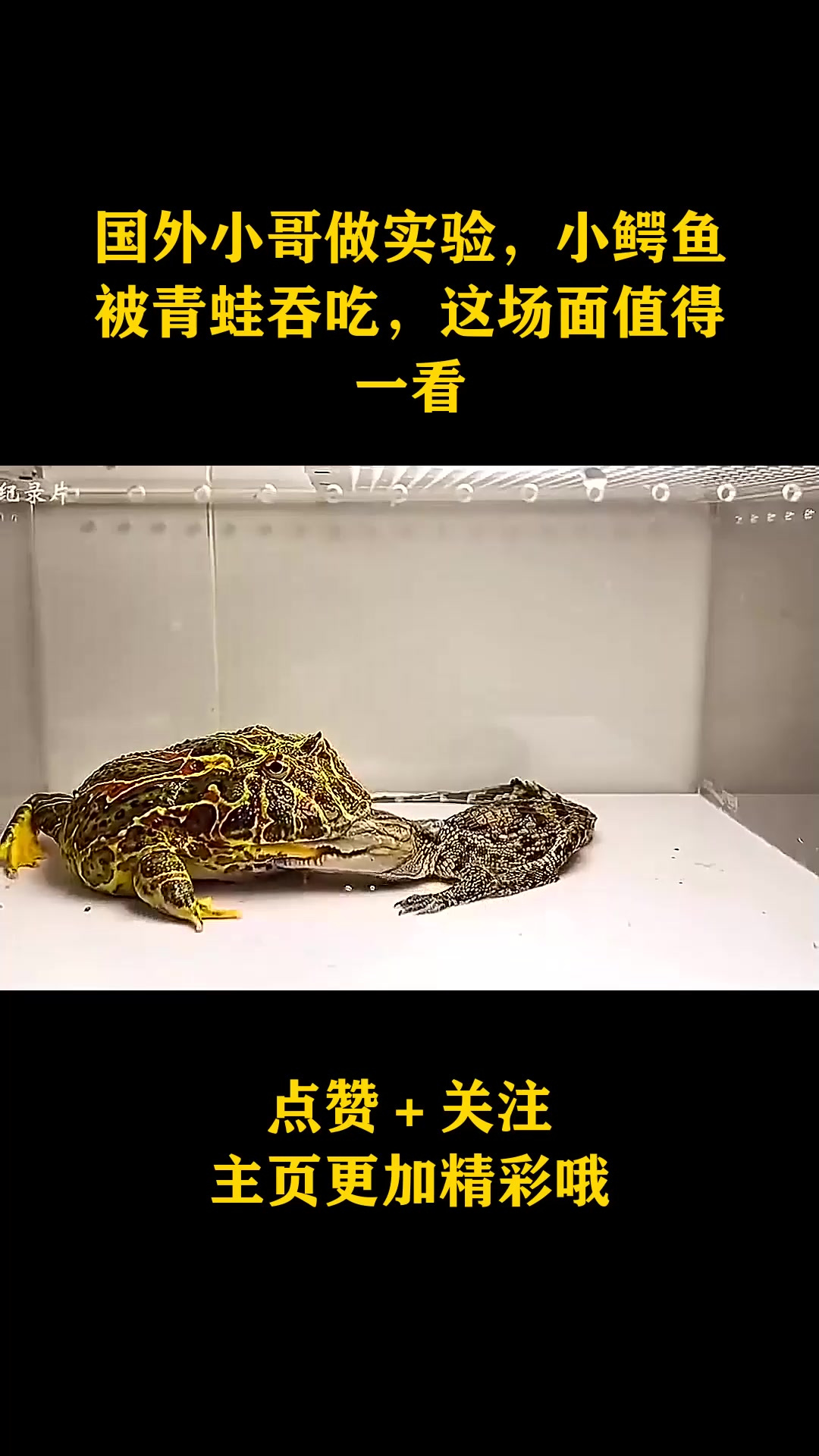 国外小哥做实验,小鳄鱼被青蛙吞吃,这场面值得一看