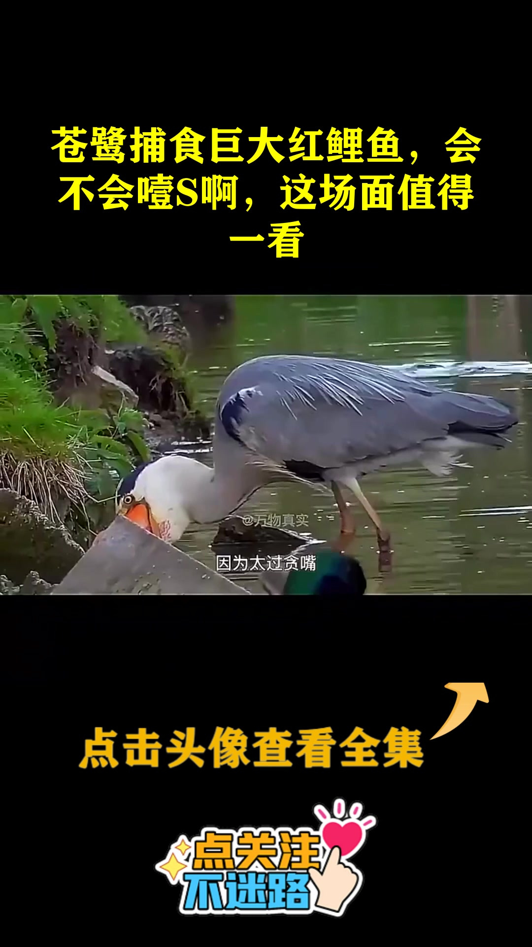 苍鹭捕食巨大红鲤鱼,会不会噎S啊,这场面值得一看