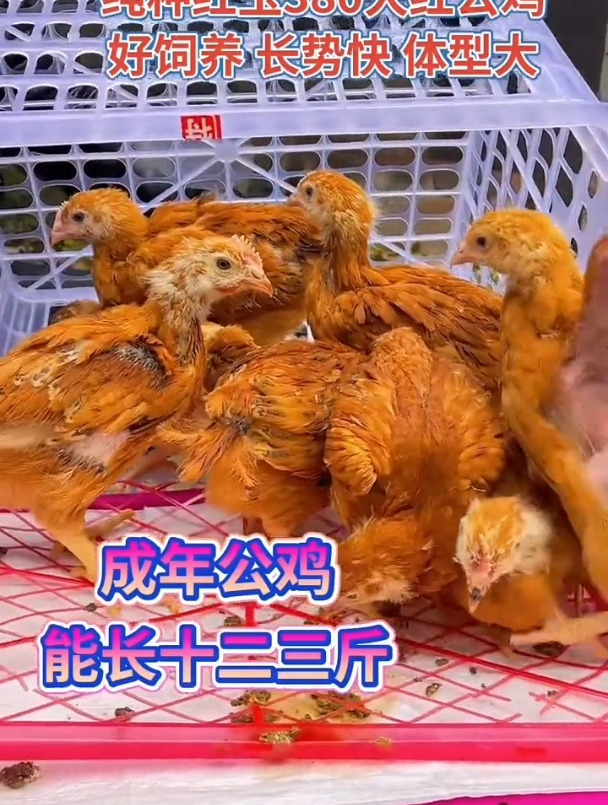 红玉鸡苗农村散养土鸡大红公鸡公母都有芦花鸡