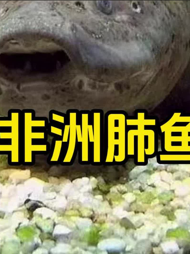 在非洲想吃鱼了怎么办,那就直接土里挖,保证你能在土里挖到