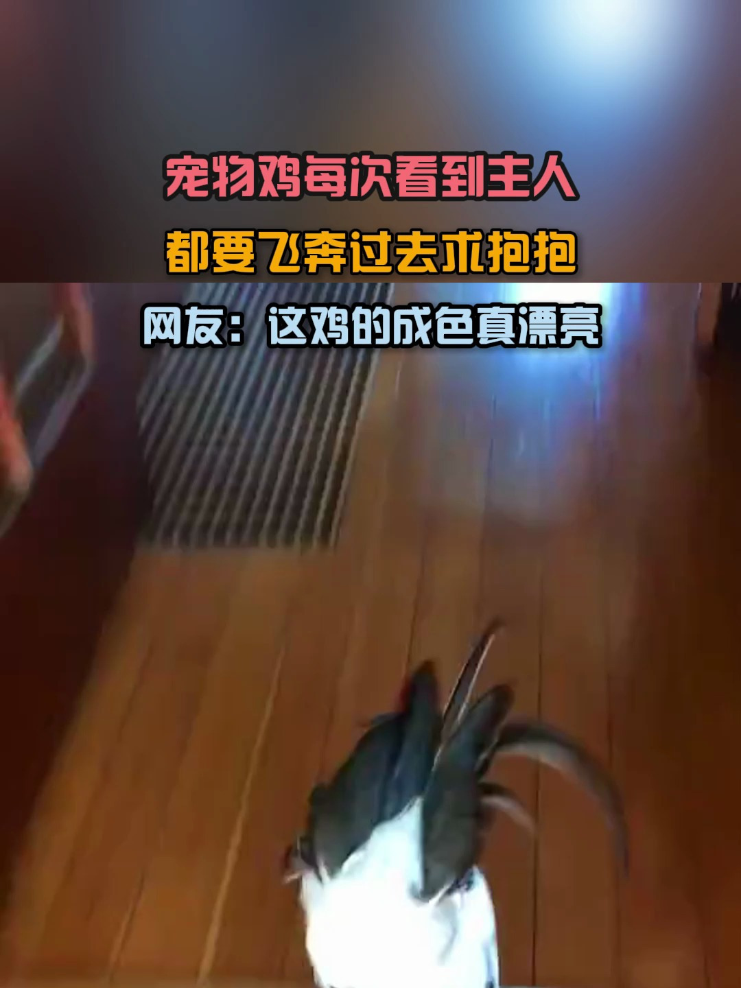 宠物鸡每次看到主人,都要飞奔过去求抱抱,网友:这鸡的色真漂亮