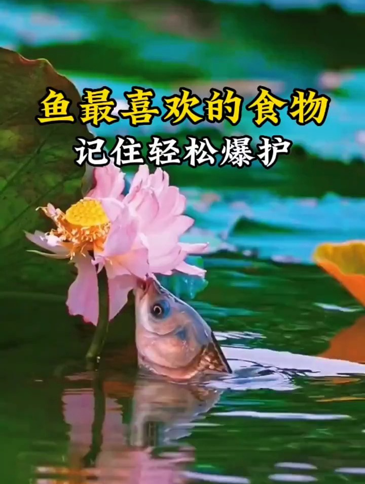 鱼最喜欢吃的食物,野钓,钓鱼,钓鱼人
