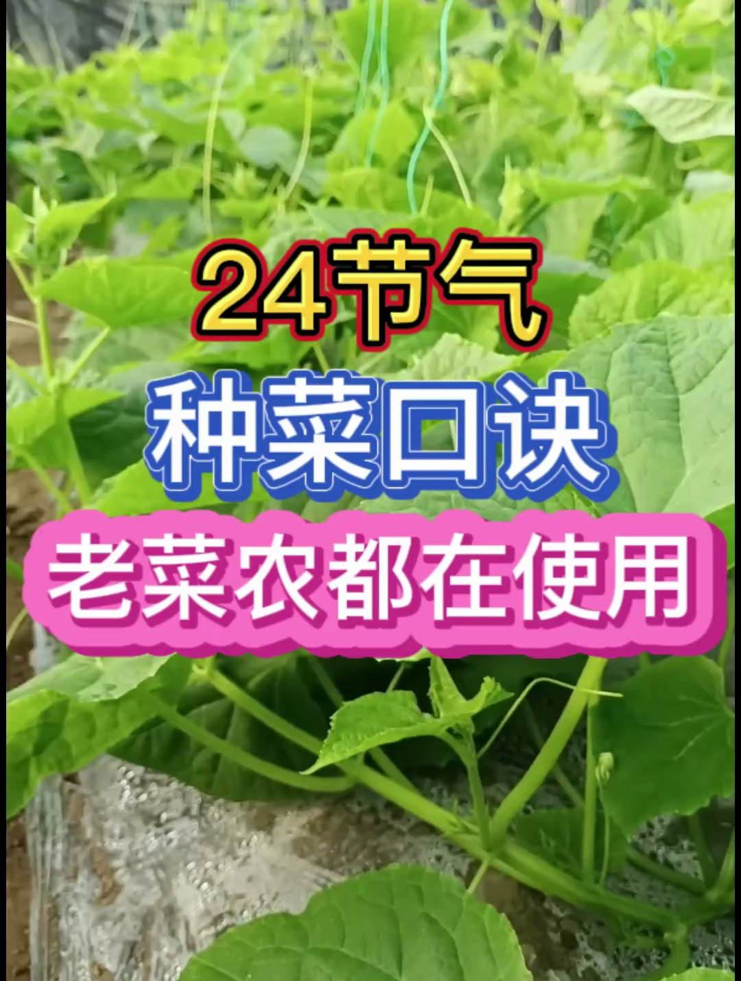 种不种菜都要知道的24节气种菜口诀