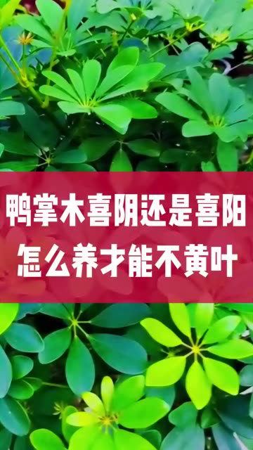 鸭掌木喜阴还是喜阳呢?怎么养才能不黄叶不落叶