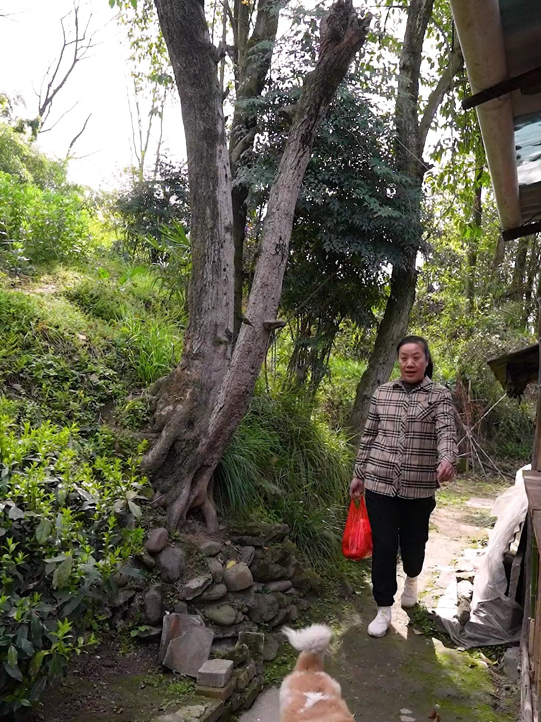 一鸡两吃,辣子鸡和土豆焖鸡,需小火慢炖,方能有滋有味