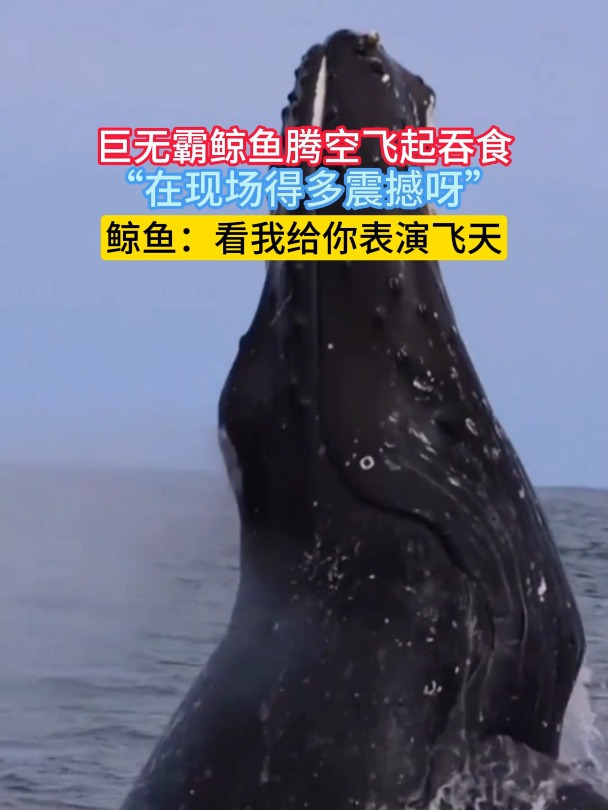 巨无霸鲸鱼腾空飞起吞食,“在现场得多震撼呀”