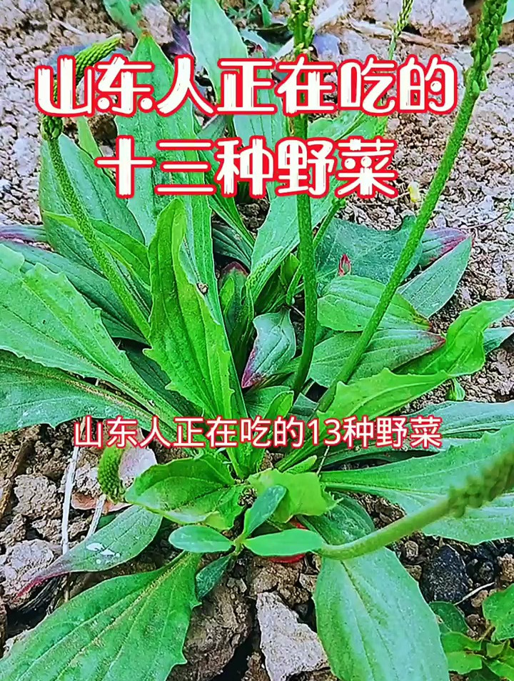山东人正在吃的十三种野菜