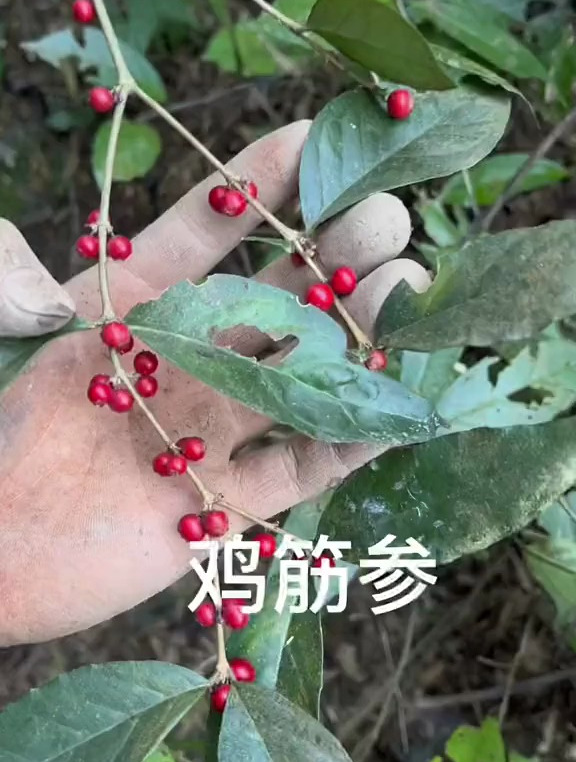 鸡筋参中草药你们见过吗