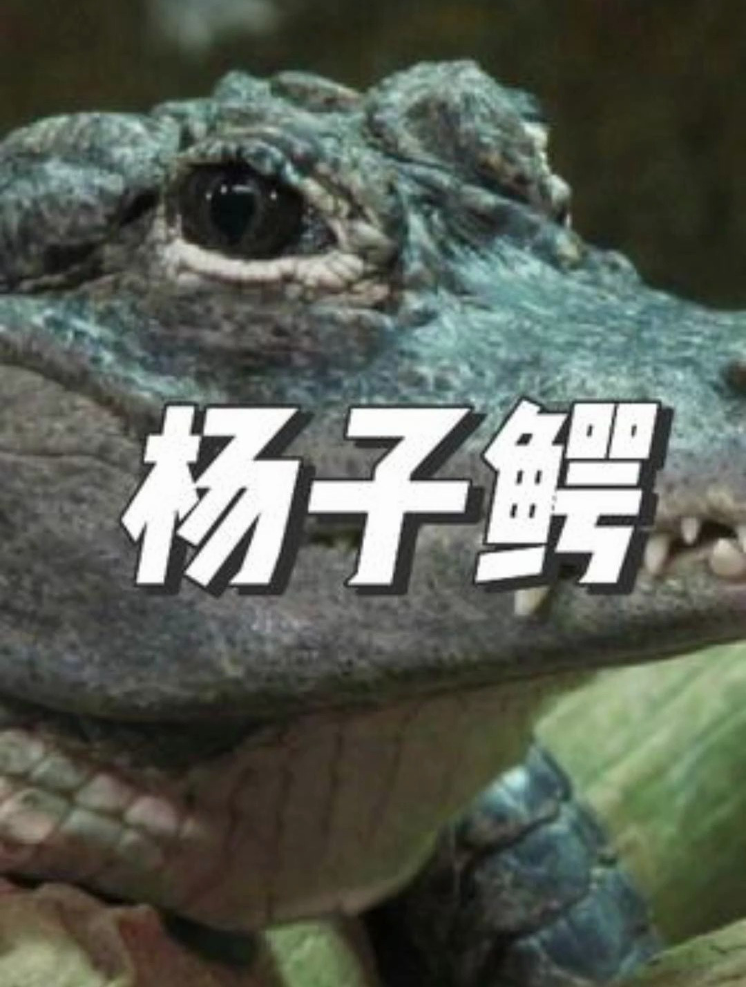 中国独有的萌系鳄鱼,你见过吗?扬子鳄