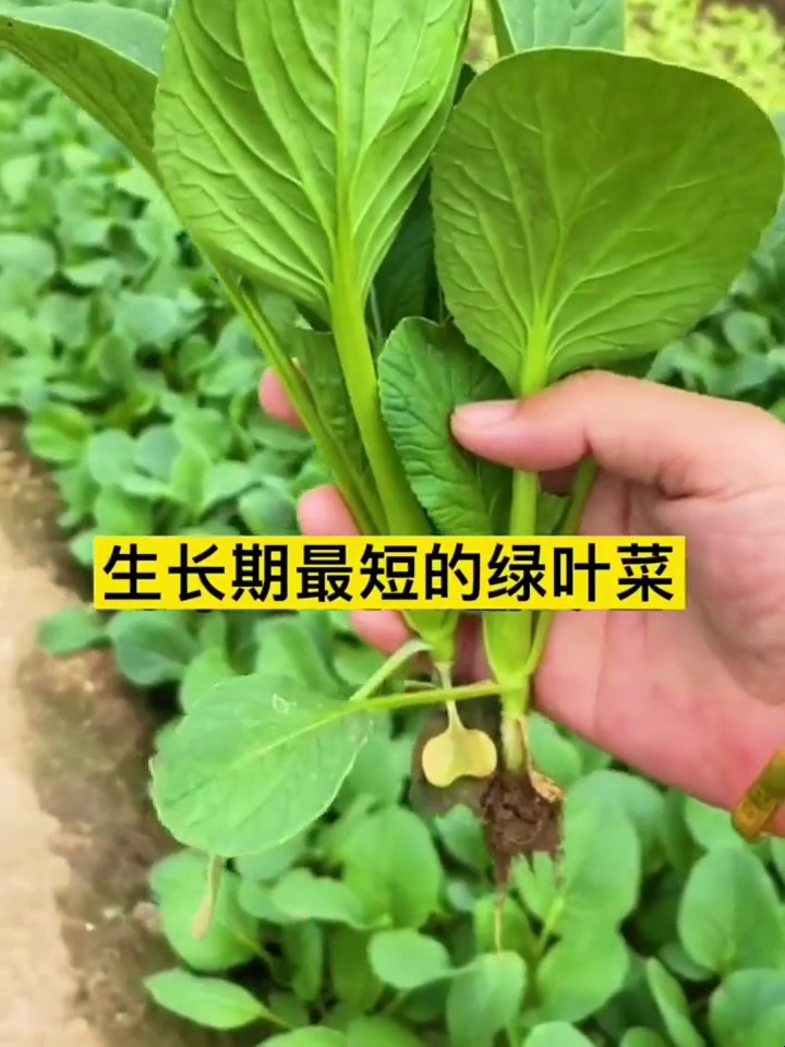 生长期最短的绿叶菜,它就是人见人爱的鸡毛菜