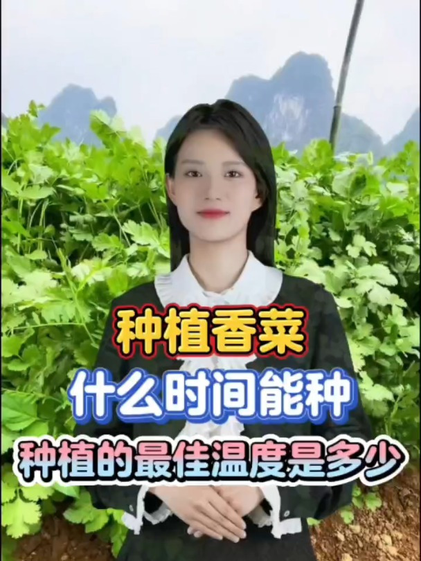 香菜种植的最佳时间和温度您知道吗