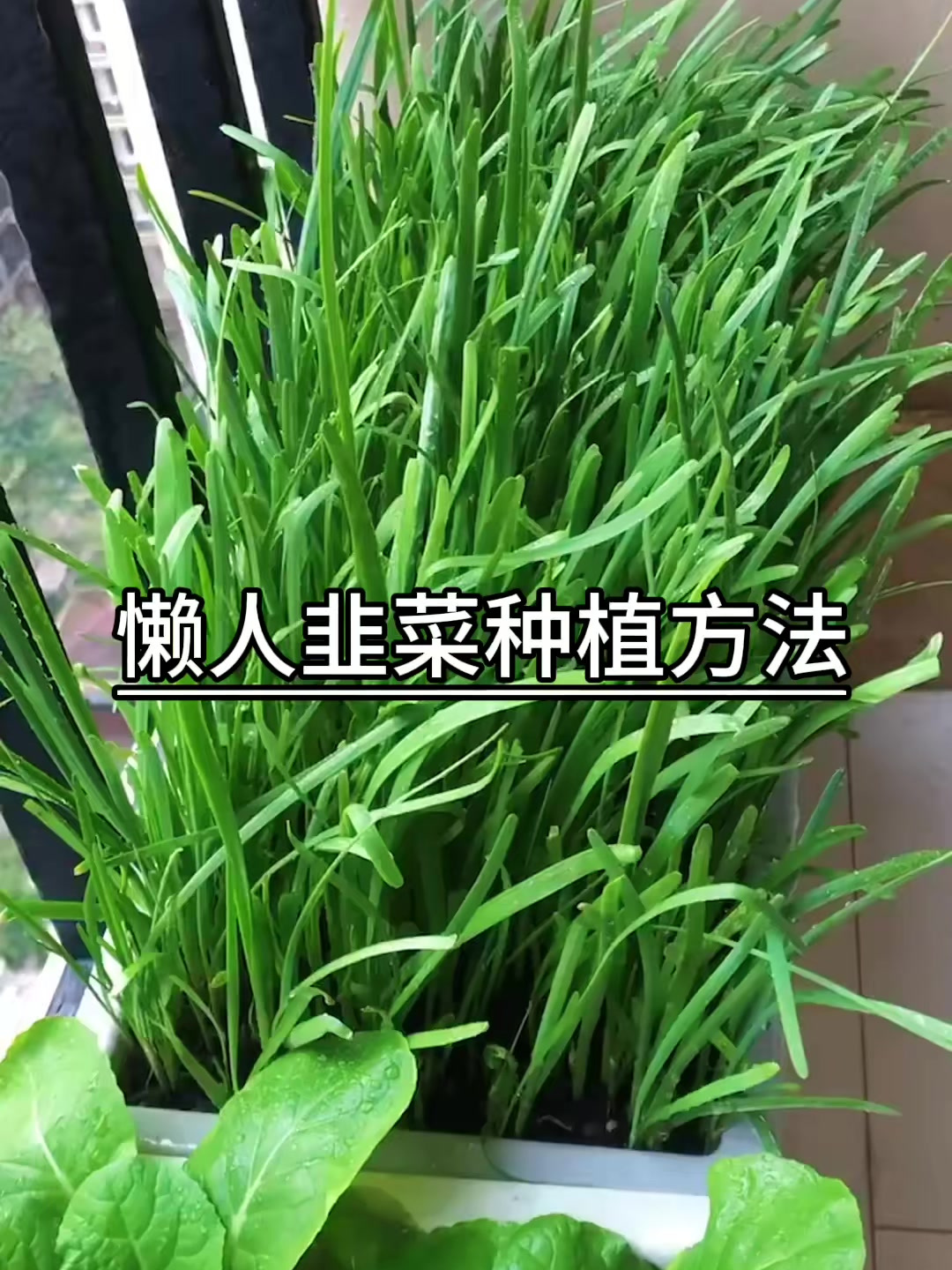 分享懒人韭菜种植方法!