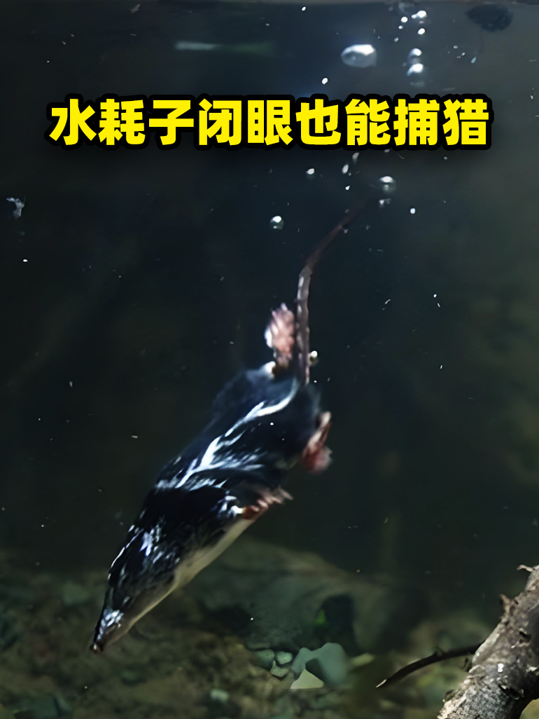 东北“水耗子”是什么生物?能在冰面下抓鱼,只有拇指大还有毒?