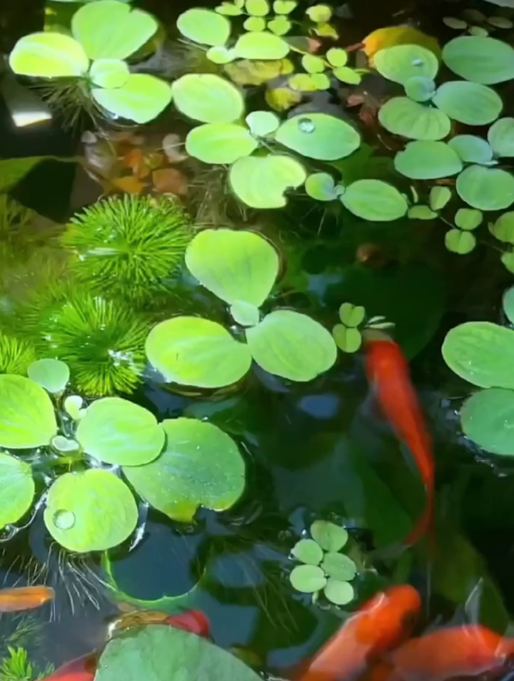 鱼缸养浮萍的好处有哪些?浮萍养鱼养水,介绍几种入门浮萍给大家