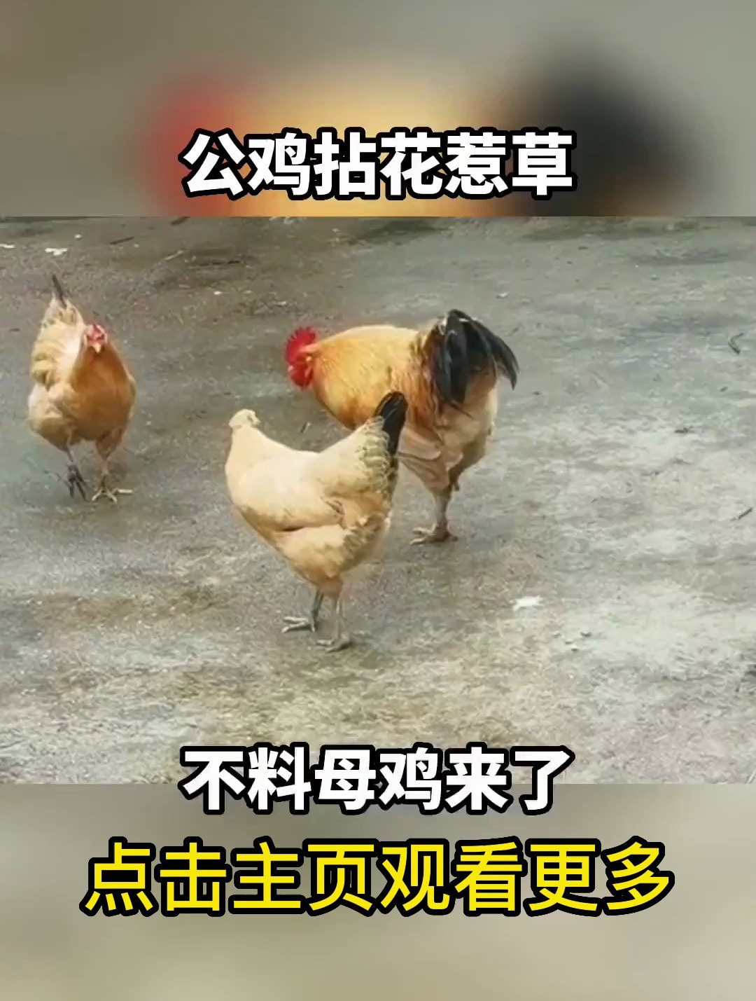 公鸡正在拈花惹草,不料母鸡来了。搞笑 搞笑配音
