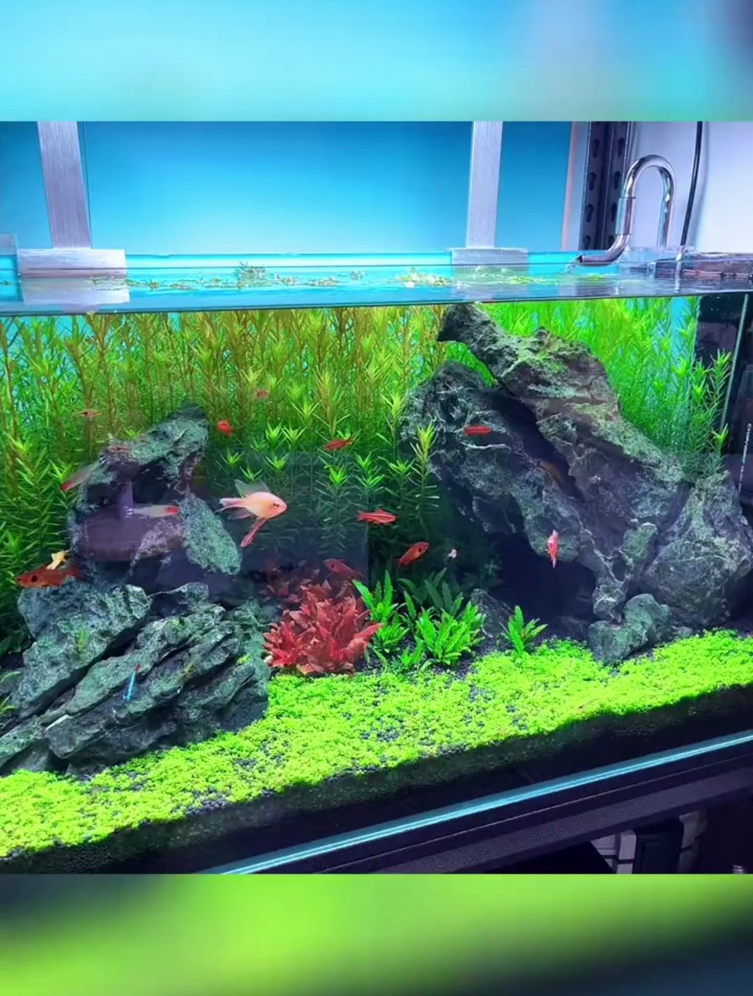 你想拥有鱼缸里的大草坪吗?种它就够了!