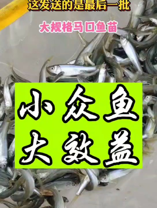 马口鱼虽是小众鱼但却有大市场