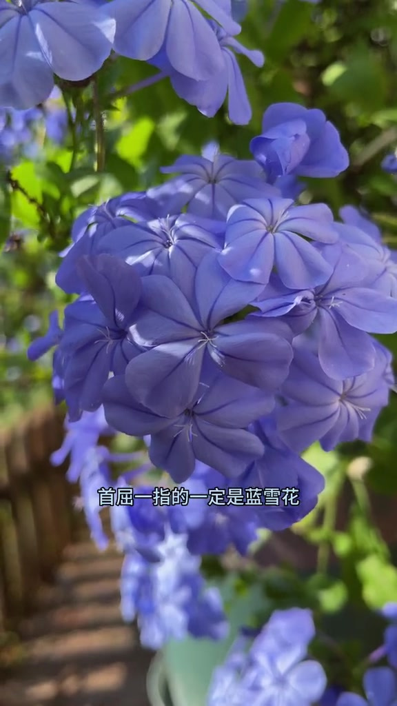 推荐几款耐热耐晒的木本开花植物。不怕太阳晒,就怕晒不够的花