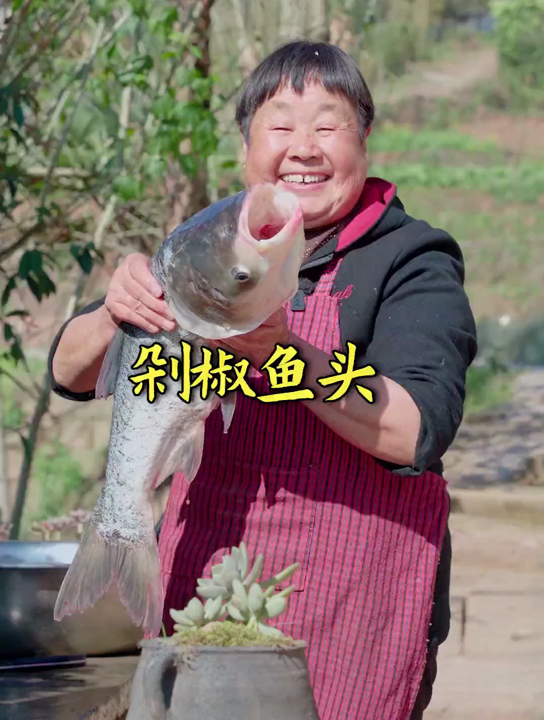 婆婆用一条10斤重的大花鲢鱼头做剁椒鱼头 肉嫩味美非常好吃