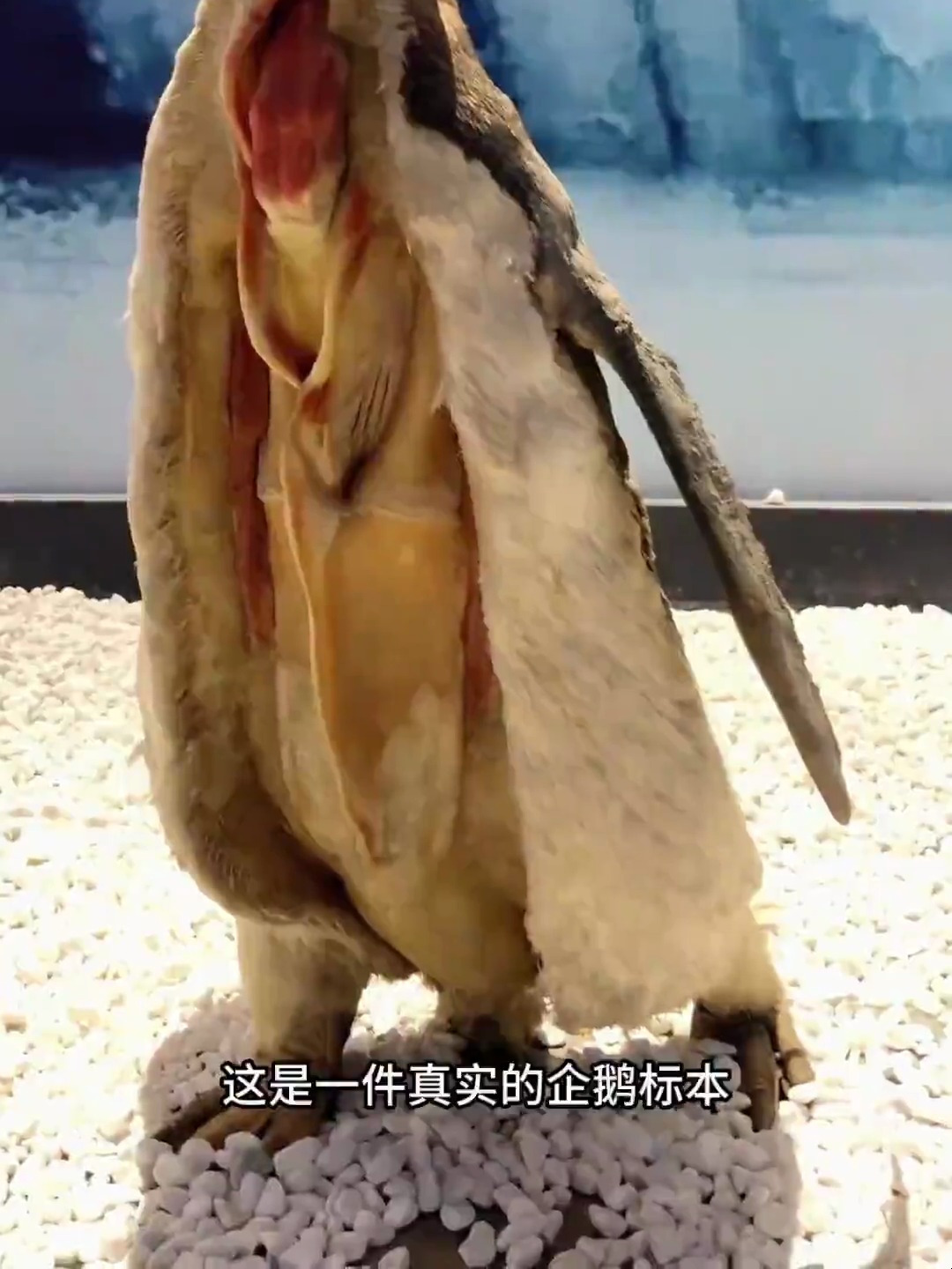 企鹅标本,动物世界,企鹅的结构