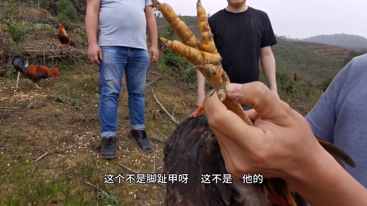 兄弟发现山林大公鸡脚上长了个长刺,为什么