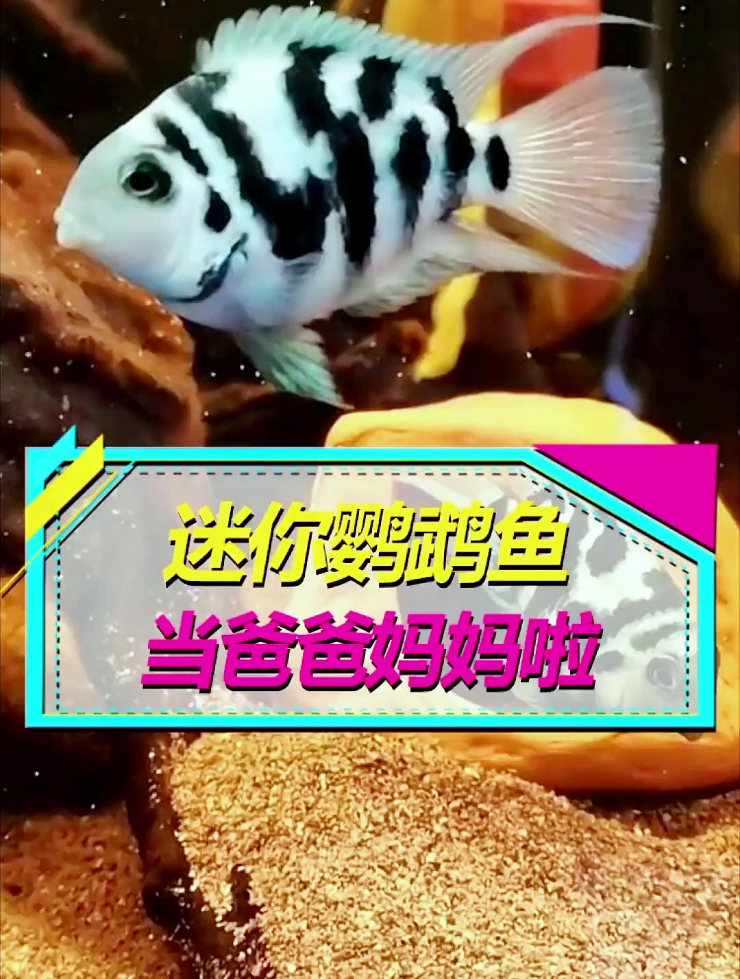 你知道鹦鹉鱼是怎么当爸妈的吗?真想不到竟然是这样!