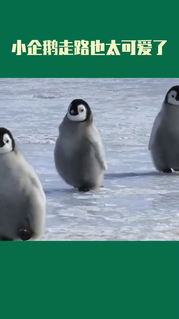 小企鹅走路也太可爱了!