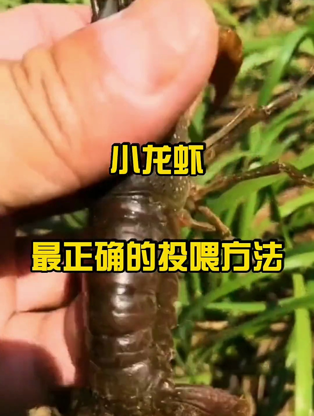 小龙虾最正确的投喂方法,分享水产养殖小妙招