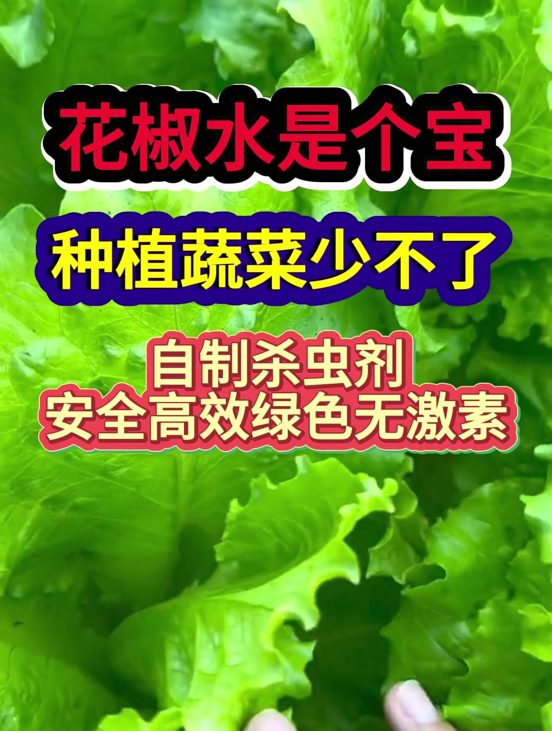 花椒水是个宝种植蔬菜少不了自制杀虫剂安全高效绿色无激素