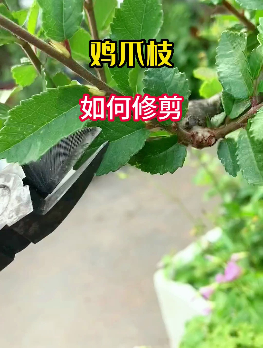 盆景的鸡爪枝是如何修剪出来的?看完这个视频你就知道了