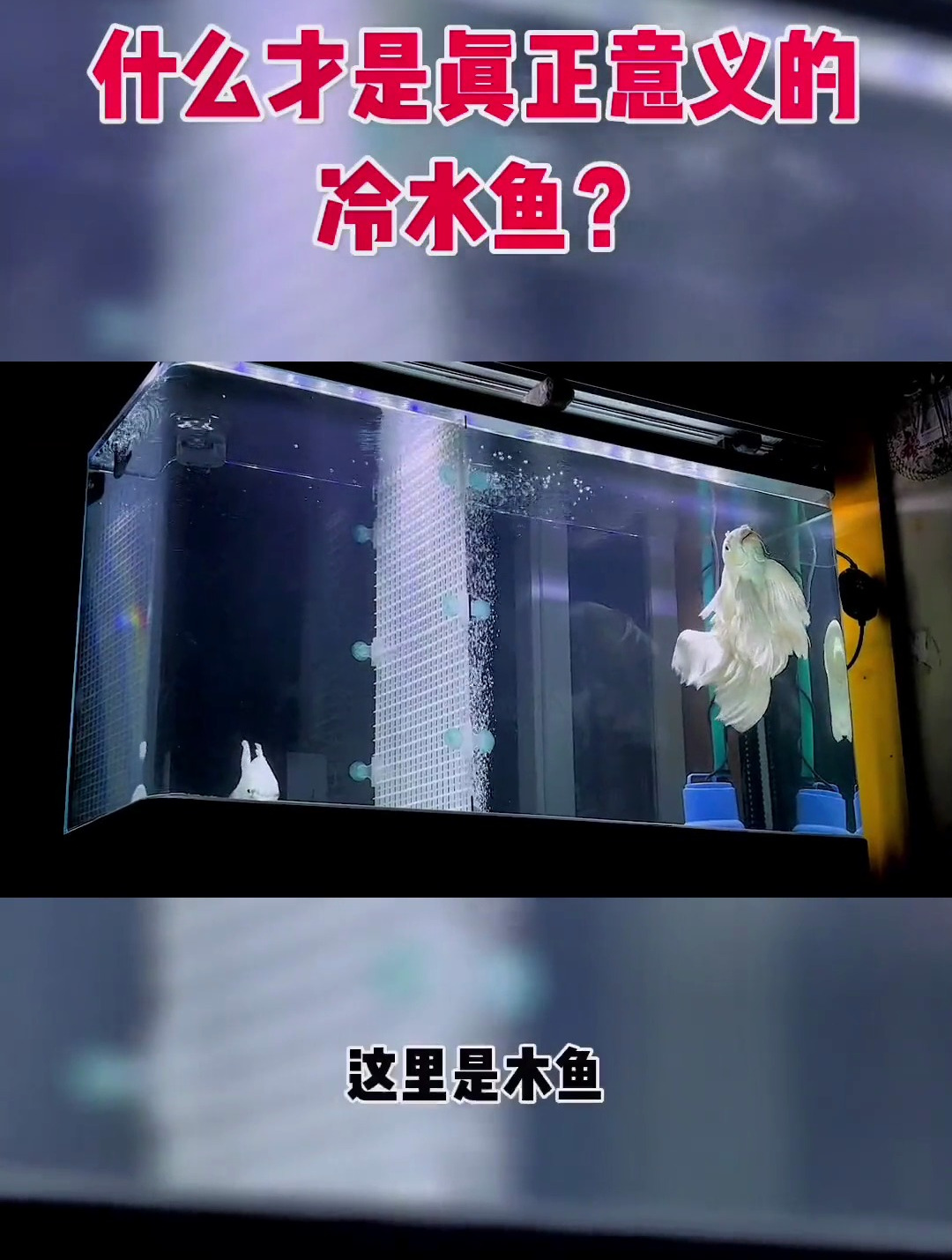 什么鱼才是真正意义上的冷水鱼 视频创作不易