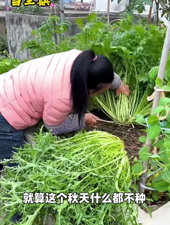雪里蕻又叫雪菜、春不老,用它炒肉炖豆腐都鲜香无比