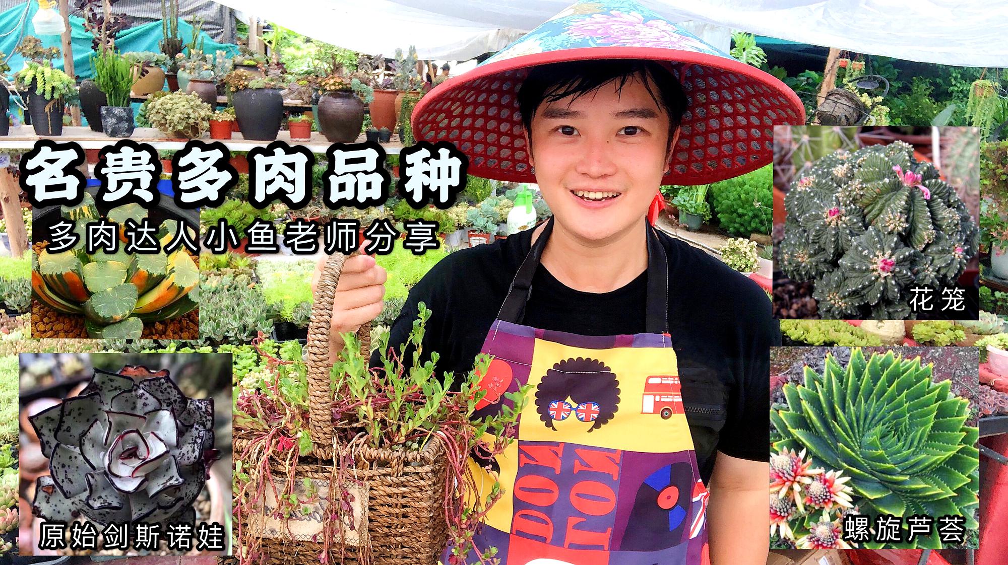 [图]多肉植物中比较昂贵的品种有哪些？来认识下这8款少说也要4位数！