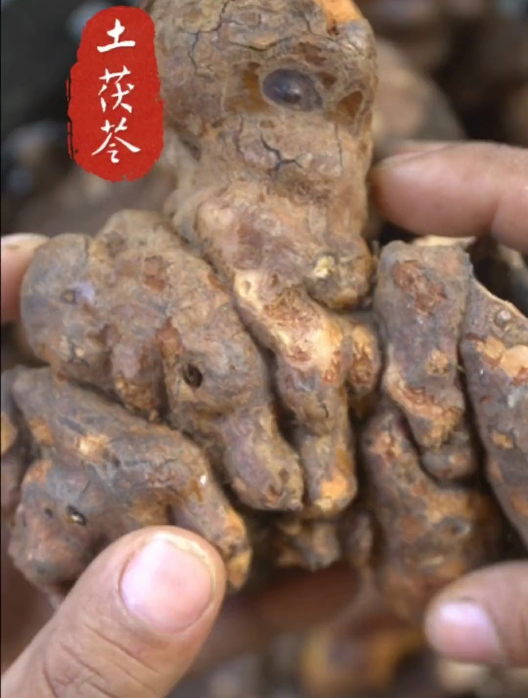挖回来的土茯苓切片晒干,手工切的茯苓片都会大小不一样