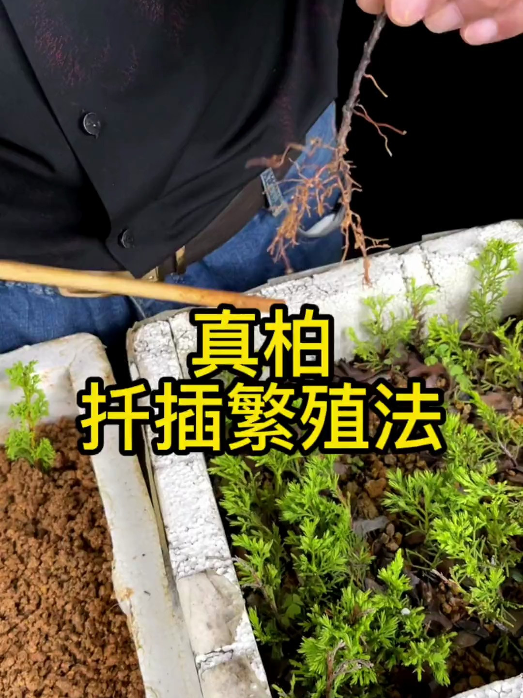 真柏扦插繁殖法!